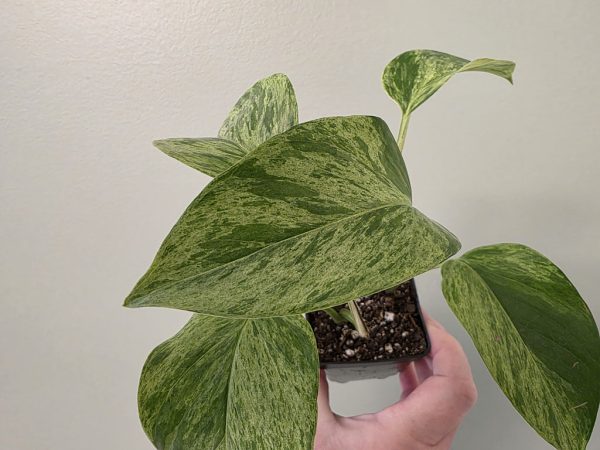 Pothos - Marble Queen