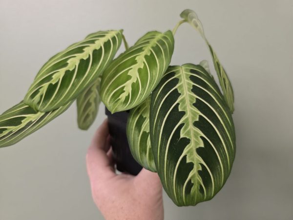 Prayer Plant - Lemon Lime (Maranta)